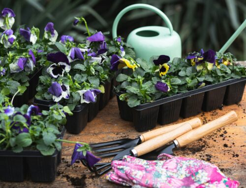 Spring Garden Maintenance Tips: Start Preparing Now for a Healthy Cotswolds Garden