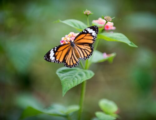 The Role of Pollinators in Your Garden Maintenance: How to Attract Bees and Butterflies in the Cotswolds