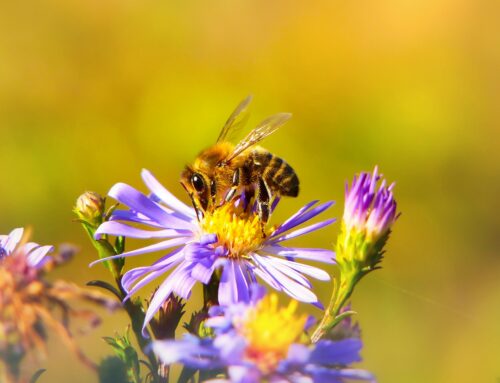 The Rise of Sustainable Landscaping in the Cotswolds: Eco-Friendly Garden Solutions